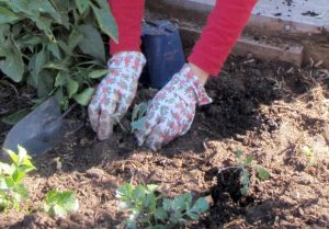 Garden hands